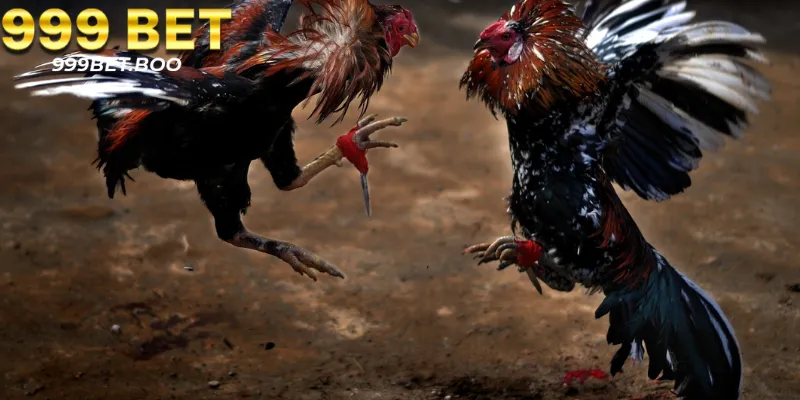 Tránh bỏ tiền vào đá gà Thomo khi đông người